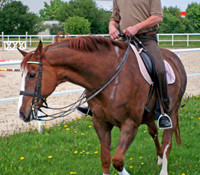 Pferd. Pferdepraxis