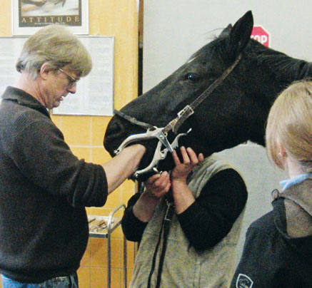 Zahnheilkunde beim Pferd. Stationäre Zahnbehandlung